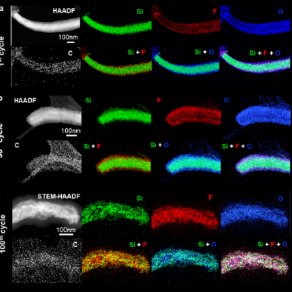 Cryo-STEM imagery showing the structural and chemical evolution of silicon and the solid-electrolyte interphase (SEI) layer. After the 36th cycle to the 100th cycle the silicon nanowire expands and becomes irregular, mingling with the SEI to form a soft composite structure. IMAGE: JENNIFER M. MCCANN