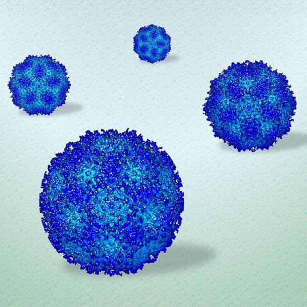 Penn State researchers used electron microscopy to procure the first high-resolution view of viruses in a liquid environment. The visualization can reveal information about the structure and dynamics of soft materials in real time, while the 3D reconstruction (pictured here) can confirm the findings. IMAGE: DEB KELLY/PENN STATE