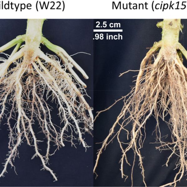 These images of root architecture in the field show the cipk15 mutant corn genotype had significantly steeper angles compared to the wildtype genotype. Plants were grown in low nitrogen conditions. The mutant corn line that produced the root on the right lacks a gene that regulates root growth. IMAGE: HANNAH SCHNEIDER/PENN STATE
